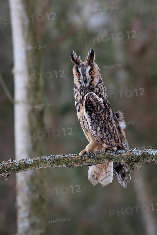 Long-eared owl (Asio otus), adult, perch, winter, alert, Bohemian Forest, Czech Republic