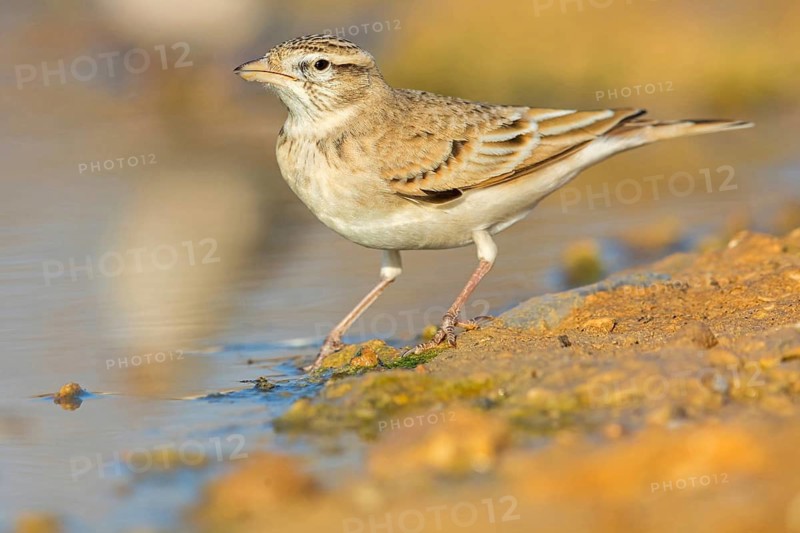 Short-toed Lark, Greater Short-toed Lark, Short-toed Lark, Calandrella brachydactyla, Alouette calandrelle, Terrera Común, Celias Waterhole, Ezuz, HaDarom, Israel