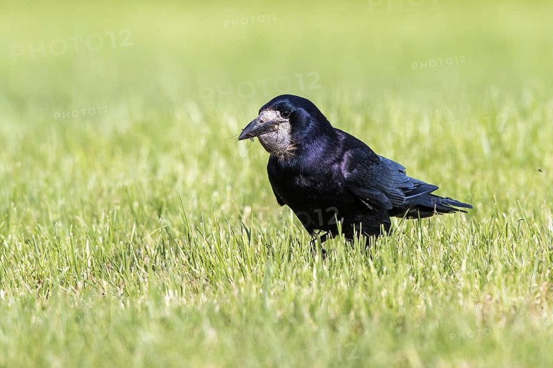 Rook (Corvus frugilegus) hunting for insects on a pasture, Mecklenburg-Western Pomerania, Germany