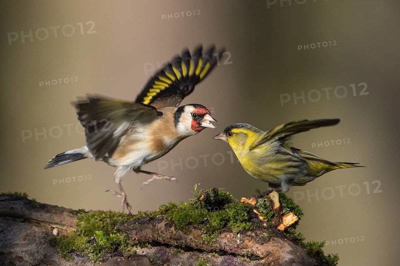 European Goldfinch & Eurasian Siskin (Carduelis carduelis & Spinus spinus) wrangling on a branch, Saxony, Germany