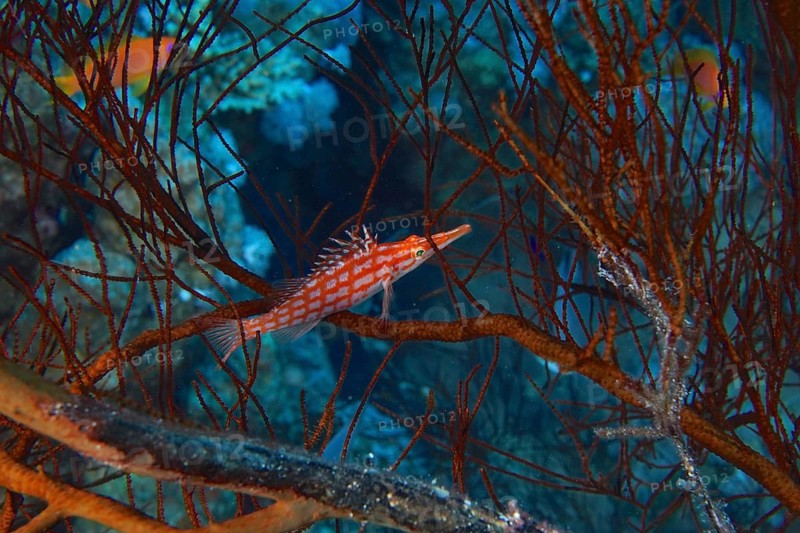 Longnose Hawkfish (Oxycirrhites typus)