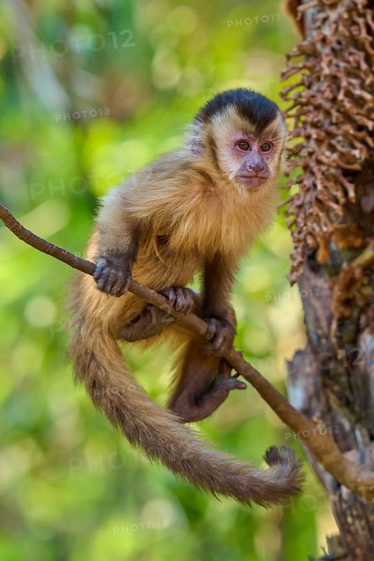 A capuchin monkey balances curiously on a branch in the jungle, capuchin monkey (Sapajus apella), Pantanal, Mato Grosso, Brazil