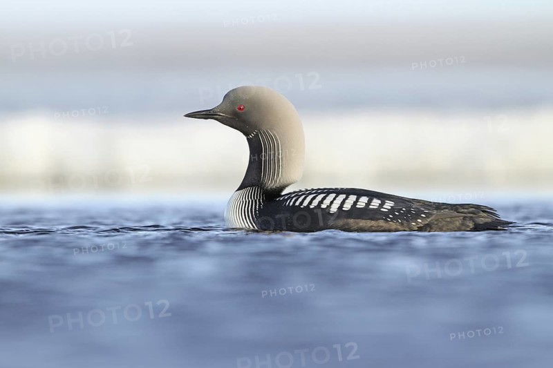 Pacific Loon (Gavia pacifica), Alaska, USA