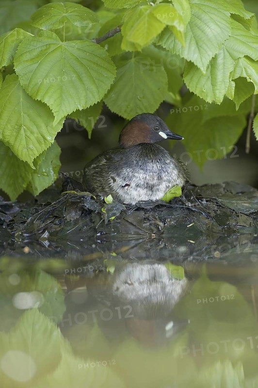 Little Grebe (Tachybaptus ruficollis), Saxony, Germany