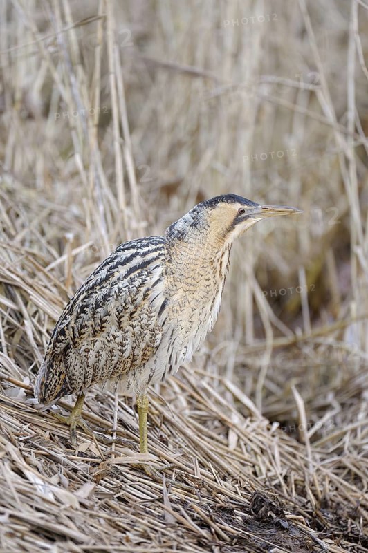 Rohrdommel (Botaurus stellaris), Bittern, Altvogel im Winter, Februar, Muenster, Nordrhein-Westfalen, Deutschland