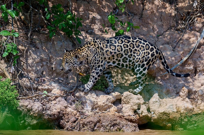 A jaguar creeps along a rocky shore surrounded by sporadic plants, Jaguar (Panthera onca), Pantanal, Mato Grosso, Brazil