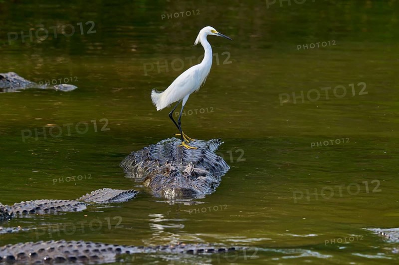 A heron stands calmly on a crocodile between several in the water, Great Egret (Egretta thula), American Alligator (Alligator mississippiensis), Orlando, Florida, USA