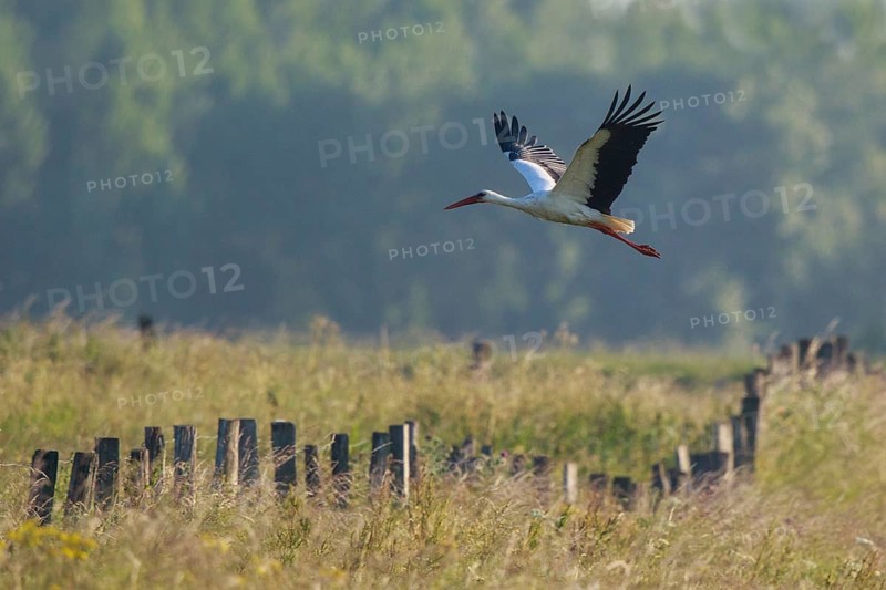 White Stork (Ciconia ciconia) flying, North Rhine-Westphalia, Germany