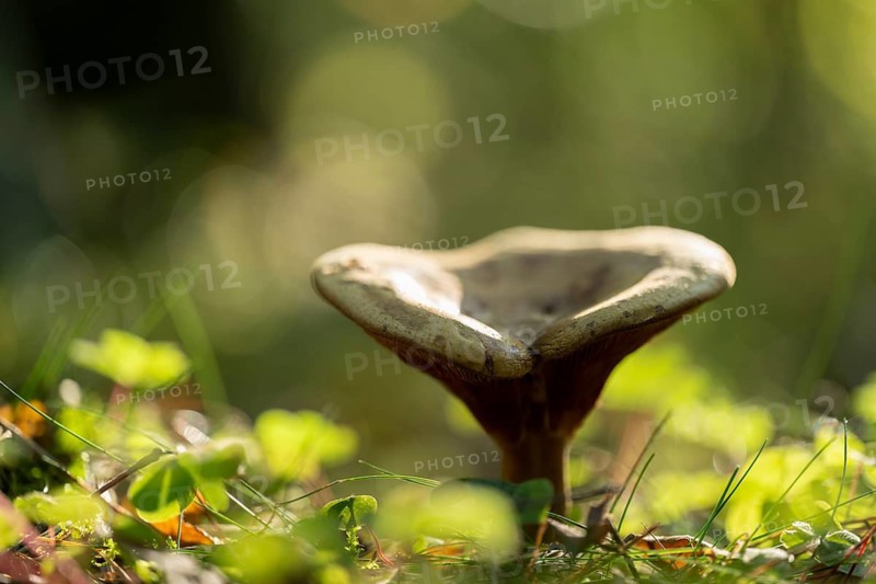 Brown Roll-rim (Paxillus involutus), fruiting body, lamellar mushroom, low depth of field, Lower Saxony, Germany