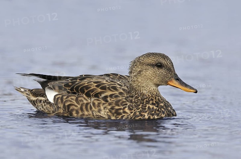 Gadwall (Mareca strepera) female, British Columbia, Canada