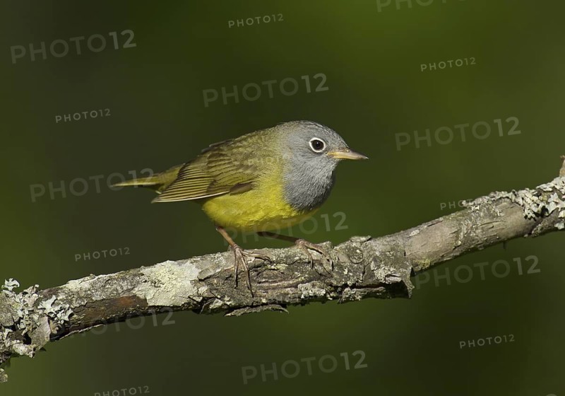 Connecticut Warbler (Oporornis agilis), Wisconsin, USA