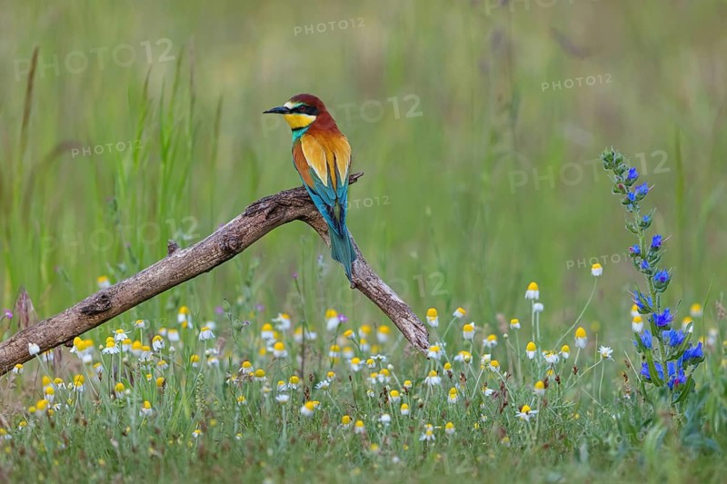 Bee-eater, (Merops apiaster), perch, individual, wild flowers, Tiszaalp-r, Kiskuns-gi National Park, B-cs-Kiskun, Hungary