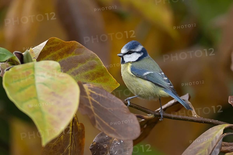 Blue tit (Cyanistes caeruleus) adult garden bird in a Magnolia tree with autumn colour leaves, England, United Kingdom
