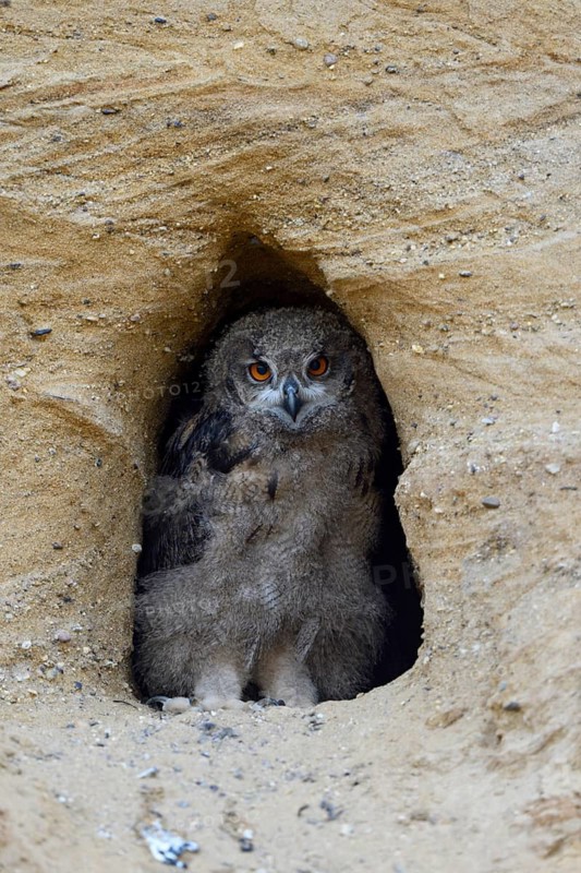 Eurasian Eagle-Owl (Bubo bubo) chick in front of nest hole, North Rhine-Westphalia, Germany