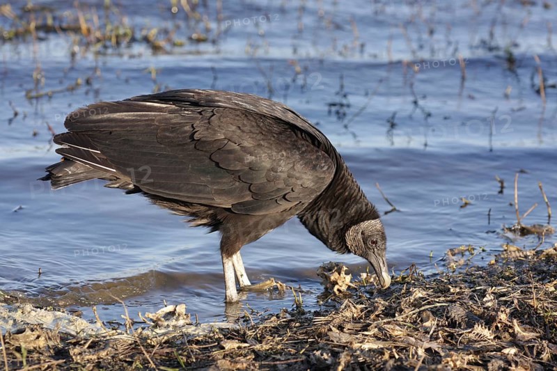 Corvid vulture (Coragyps atratus) feeding on the shore with fish bones, Myakka River State Park, Florida, USA