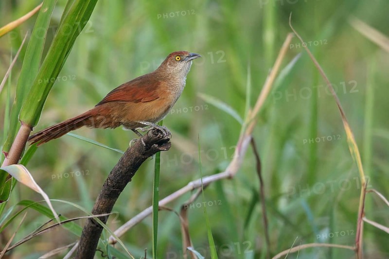 Greater Thornbird (Phacellodomus ruber) perched on a branch in the Pantanal region of Brazil