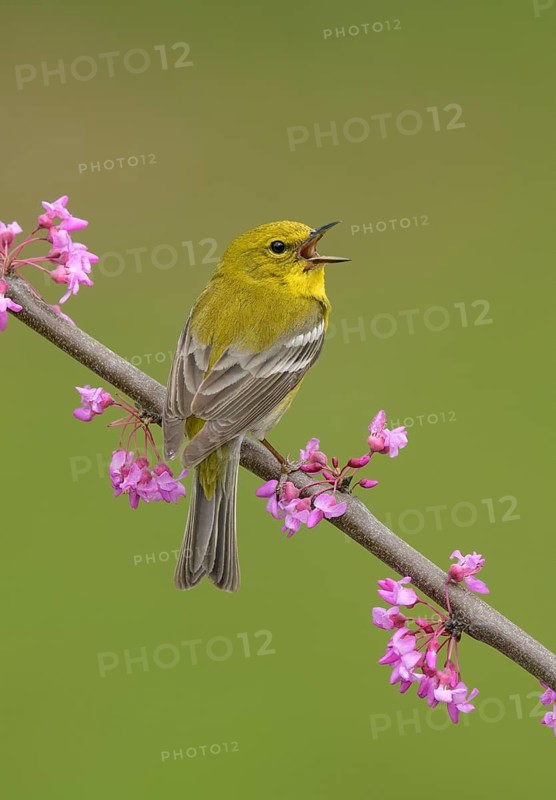 Pine Warbler (Setophaga pinus) male singing from a flowering twig, Texas, USA