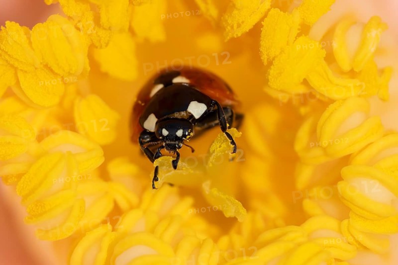 Seven-spot ladybird or ladybug (Coccinella septempunctata) adult beetle on a garden Camellia flower in spring, England, United Kingdom