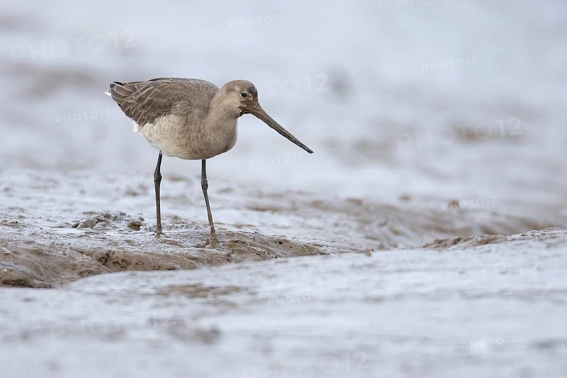 Black tailed godwit (Limosa limosa) adult wading bird in winter plumage on a mudflat, Norfolk, England, United Kingdom