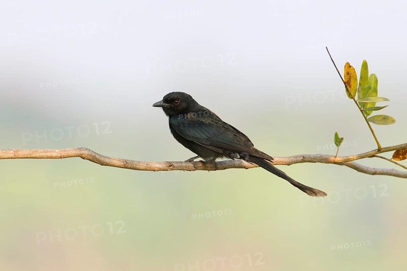 Black Drongo (Dicrurus macrocercus), Phetchaburi, Thailand