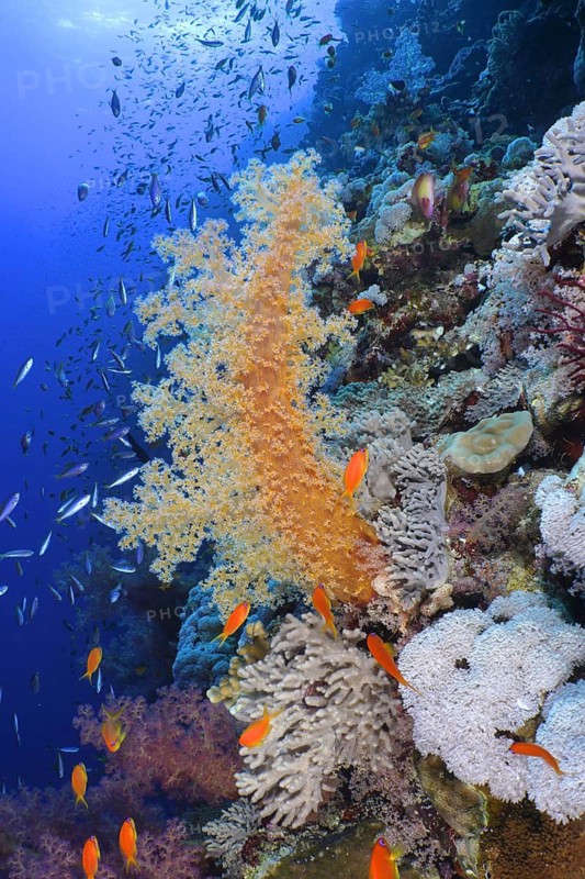 Hemprich's Tree Coral (Dendronephthya hemprichi)