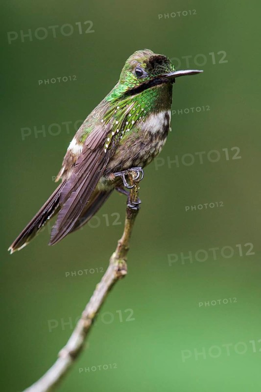 Festive Coquette (Lophornis chalybeus) perched on a branch in the Atlantic rainforest of southeast Brazil