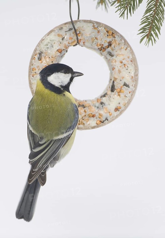 Great Tit (Parus major), Schleswig-Holstein, Germany