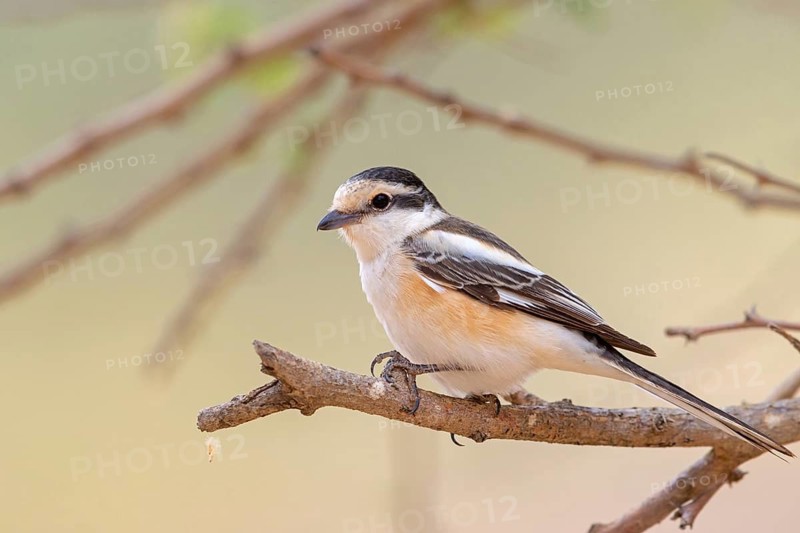 Masked shrike, (Lanius nubicus), on perch, Middle East, Oman, Ayn Hamran, Salalah, Dhofar, Oman