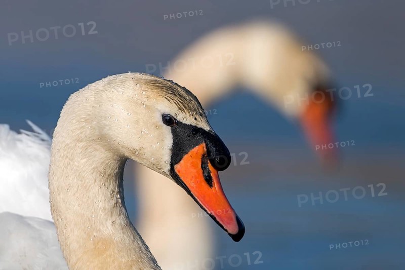 Mute Swan (Cygnus olor), Saxony, Germany