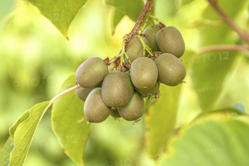 KiwiBerry (Actinidia 'Victoria'), Cambridge Botanical Garden, Germany