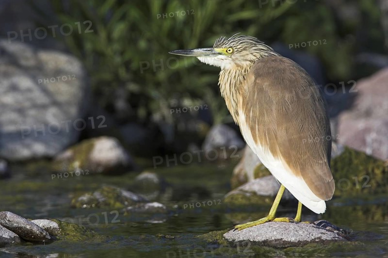Squacco Heron (Ardeola ralloides), Lesvos, Greece
