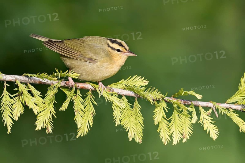 Worm-eating Warbler (Helmitheros vermivorum) perched on a branch, Texas, USA