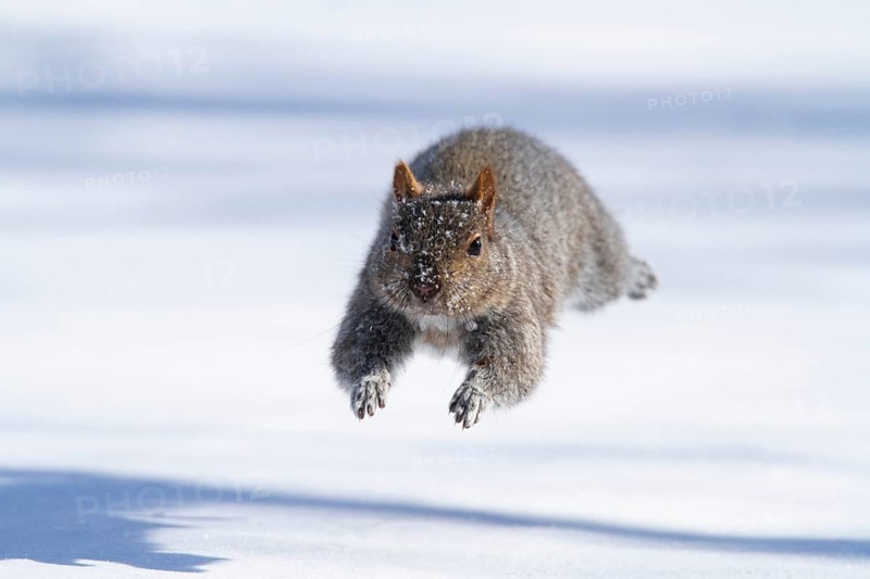 Eastern gray squirrel (sciurus carolinensis) chased by red fox and running, Montreal botanical garden, province of Quebec, Canada
