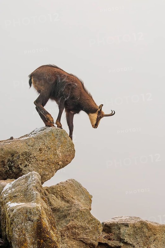 An adult male chamois (Rupicapra rupicapra) jumps down from a rock in dense fog at sunrise, illuminated by a weak, solitary ray of sunlight