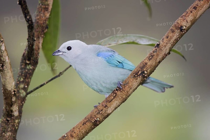 Blue-gray Tanager Thraupis episcopus San Jose, COSTA RICA 7 November Adult Male Thraupidae