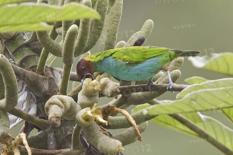 Bay-headed Tanager (Tangara gyrola), Costa Rica