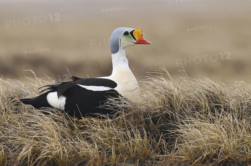King Eider (Somateria spectabilis) male, Alaska, USA