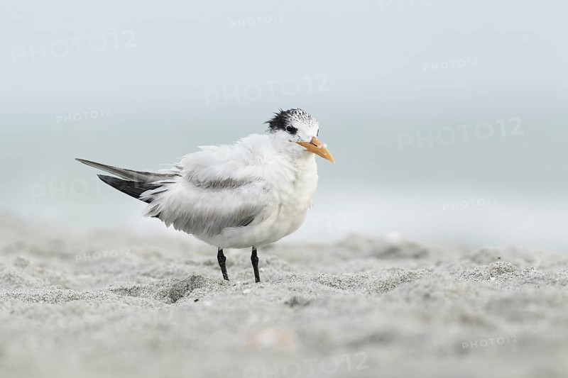 Royal Tern (Thalasseus maximus), Florida, USA