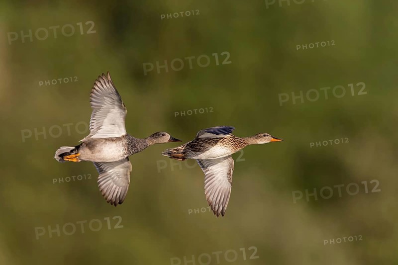 Gadwall, animals, birds, duck, (Anas strepera), Mareca strepera, flight photo, two ducks, Wagbachniederung, Baden-Württemberg, Germany
