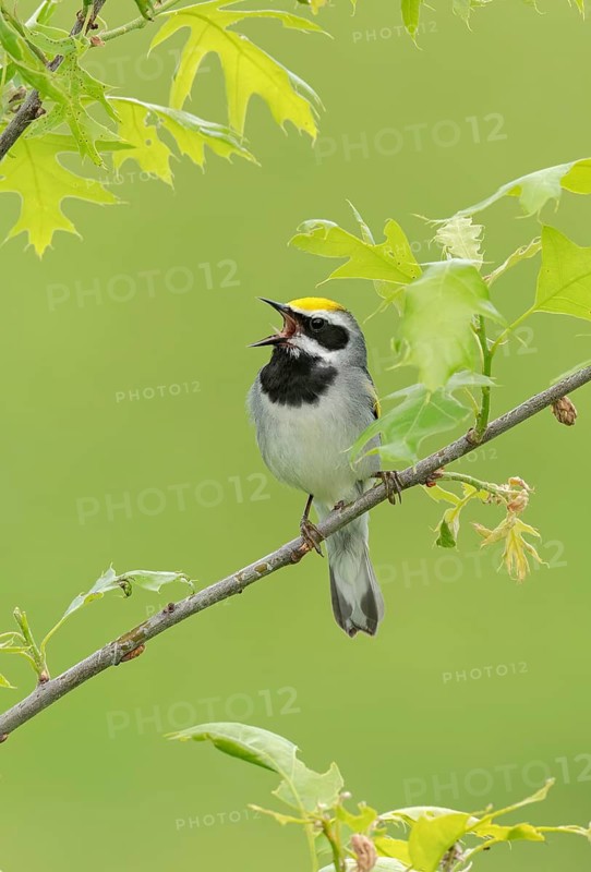Golden-winged Warbler (Vermivora chrysoptera) male singing, Minnesota, USA