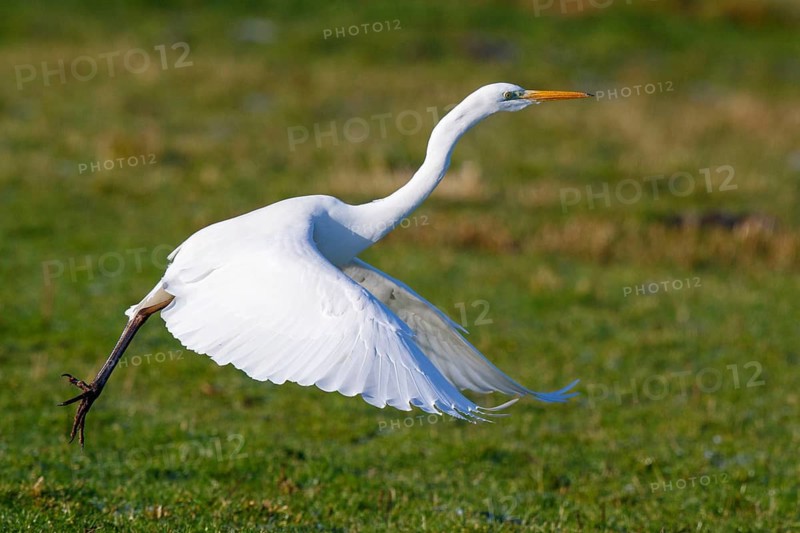 Great Egret (Ardea alba) flying, Netherlands