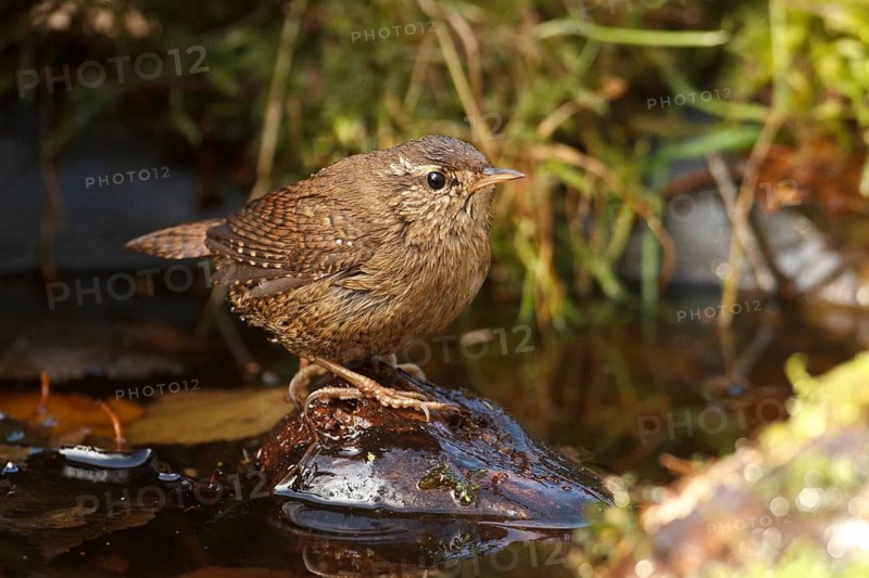 Eurasian Wren (Troglodytes troglodytes) at a waterhole, Rhineland-Palatinate, Germany
