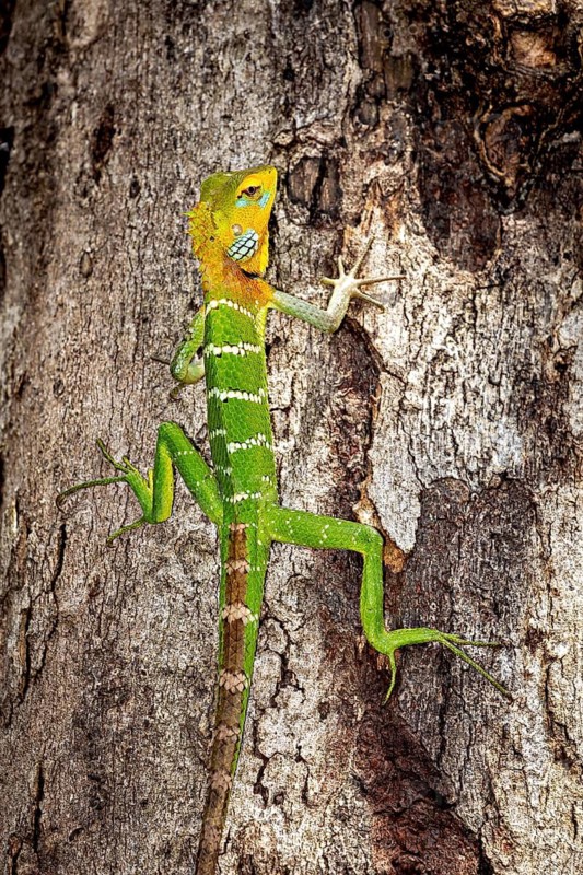 Green and orange lizard climbing on the bark of a tree in its natural environment, Indian garden lizard near Sigiriya in Sri Lanka (Calotes versicolor)