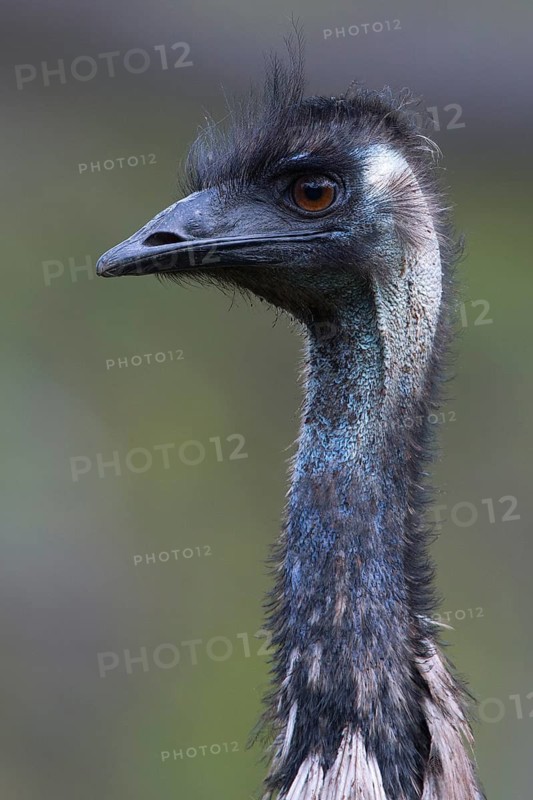 Emu (Dromaius novaehollandiae), Victoria, Australia