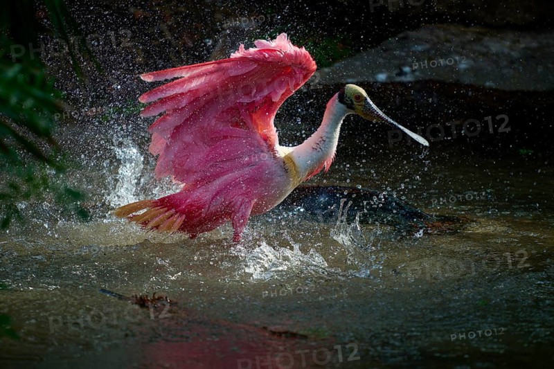 Roseate spoonbill with outspread wings in the water, splashing and full of energy, roseate spoonbill (Ajaja ajaja), spring, St. Augustine, Florida, USA