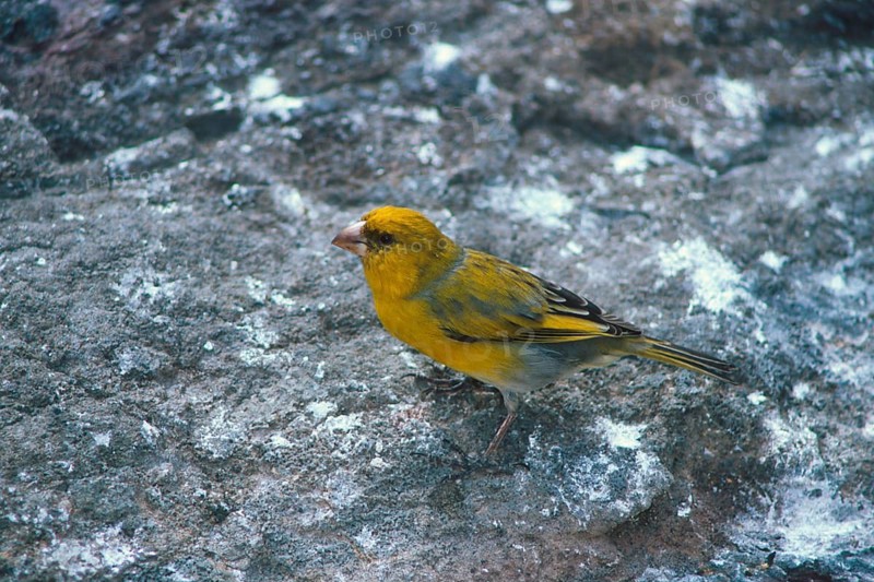 Nihoa Finch, Telespiza ultima, Hawaii, Nihoa, Hawaiian Honeycreeper, Endangered species