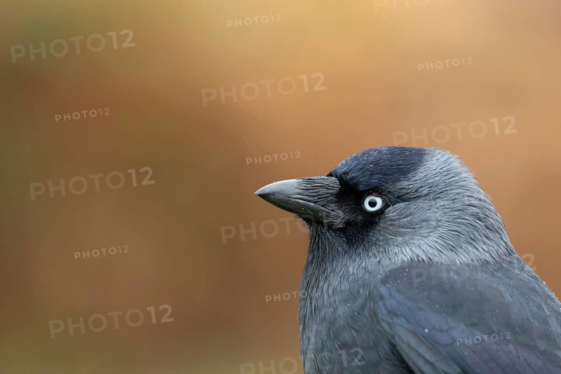Jackdaw (Corvus monedula) adult corvid bird head portrait, England, United Kingdom