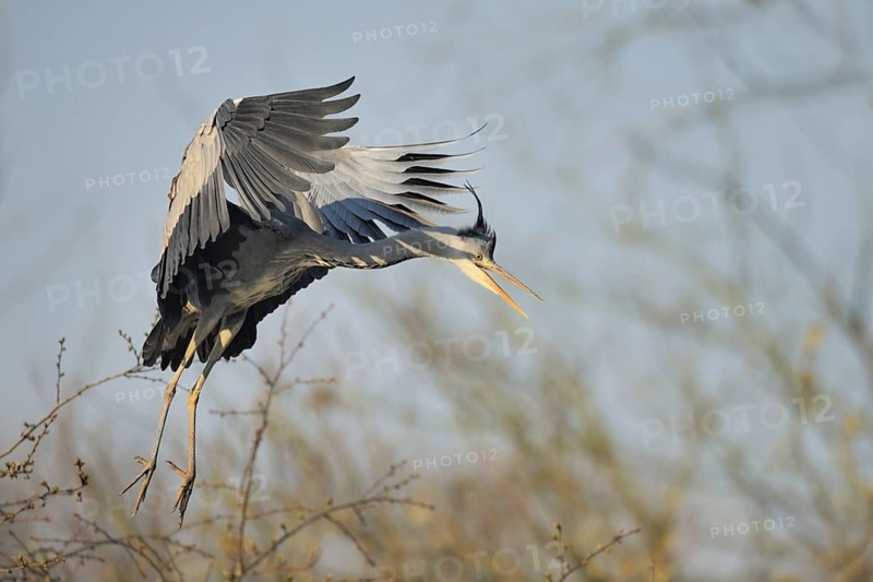 Grey Heron (Ardea cinerea) flying, North Rhine-Westphalia, Germany