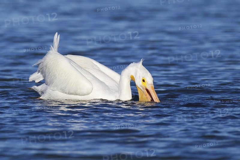 American White Pelican (Pelecanus erythrorhynchos), Florida, USA