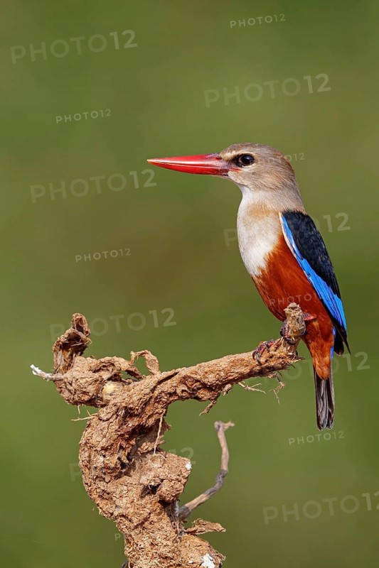 Grey-headed kingfisher, kingfisher, perch, foraging, biotope, habitat, animals, birds, kingfishers, (Halcyon leucocephala), distribution area, African continent Salalah, Ayn Razat, Dhofar, Oman